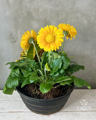 Mother's Day Planters