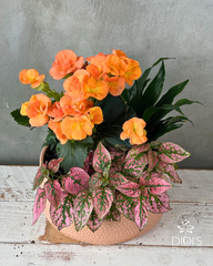 Mother's Day Planters