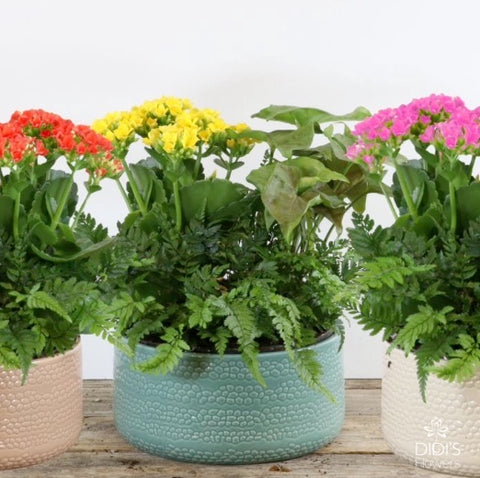 Mother's Day Planters