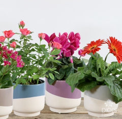 Mother's Day Planters